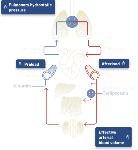 Proposed pathophysiology of respiratory failure in patients with HRS